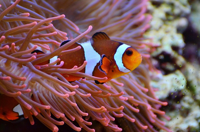 clownfish