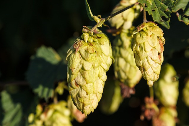 hop plant