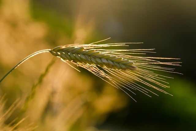 ear of wheat