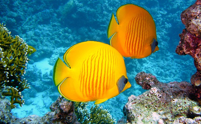 lemon butterfly fish